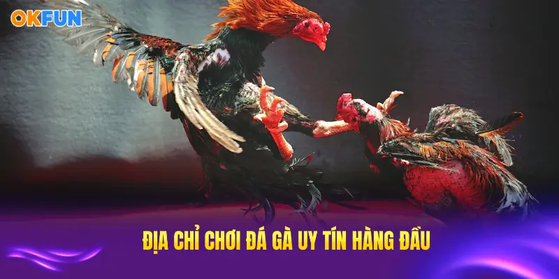 Môi trường chơi đá gà OKFUN uy tín nhất